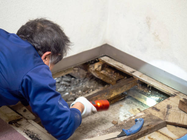 Home Mold Removal in Jackson, AL