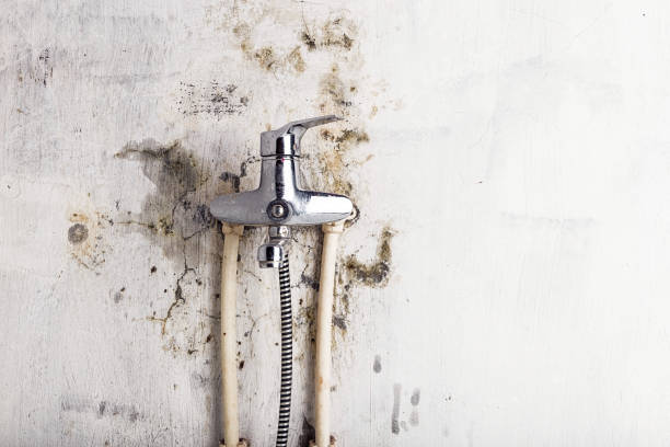 Best Residential Mold Removal  in Jackson, AL