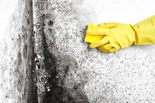 Best Mold Damage Repair  in Jackson, AL