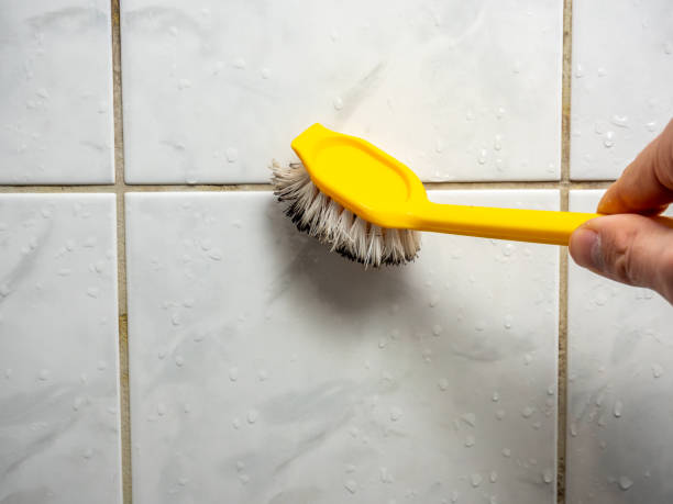 Professional Mold Removal in Jackson, AL