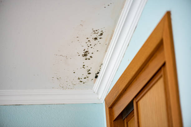 Best Professional Mold Removal  in Jackson, AL