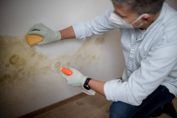 Best Mold Testing  in Jackson, AL
