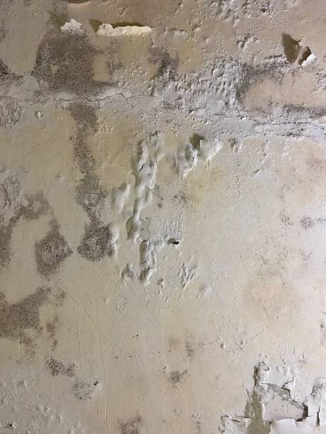 Best Home Mold Removal  in Jackson, AL