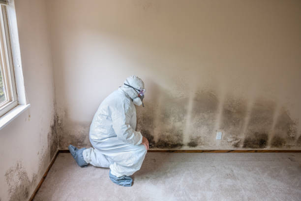 Best Certified Mold Removal  in Jackson, AL