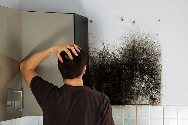 Best Local Mold Removal Service  in Jackson, AL