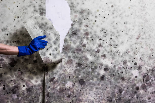 Best Commercial Mold Removal  in Jackson, AL